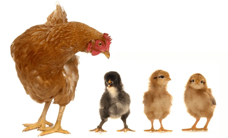 فروش نیمچه مرغ تخمگذار - سپید طیور